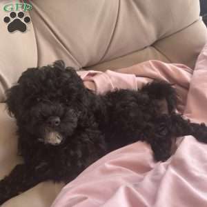 Cricket, Cavapoo Puppy