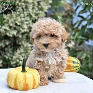 Jaxon, Maltipoo Puppy