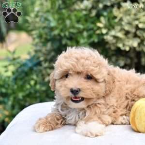 Jaxon, Maltipoo Puppy