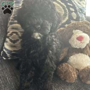 Cricket, Cavapoo Puppy