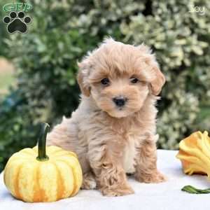 Joy, Maltipoo Puppy