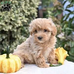 Joy, Maltipoo Puppy