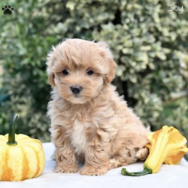 Joy, Maltipoo Puppy