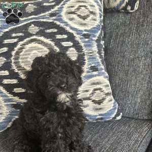 Cricket, Cavapoo Puppy