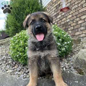 Nina, German Shepherd Puppy