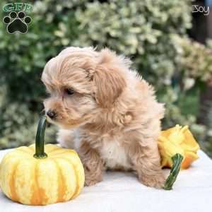Joy, Maltipoo Puppy