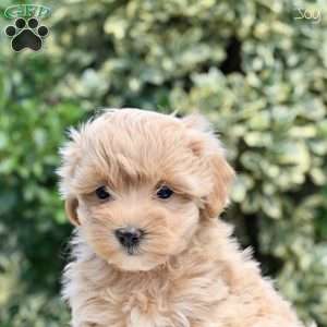 Joy, Maltipoo Puppy