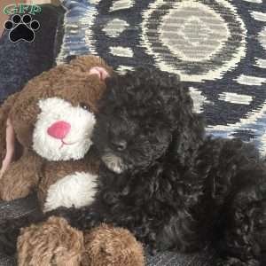 Cricket, Cavapoo Puppy