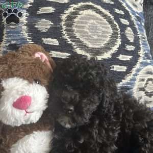 Cricket, Cavapoo Puppy