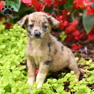 Alice, Australian Shepherd Mix Puppy