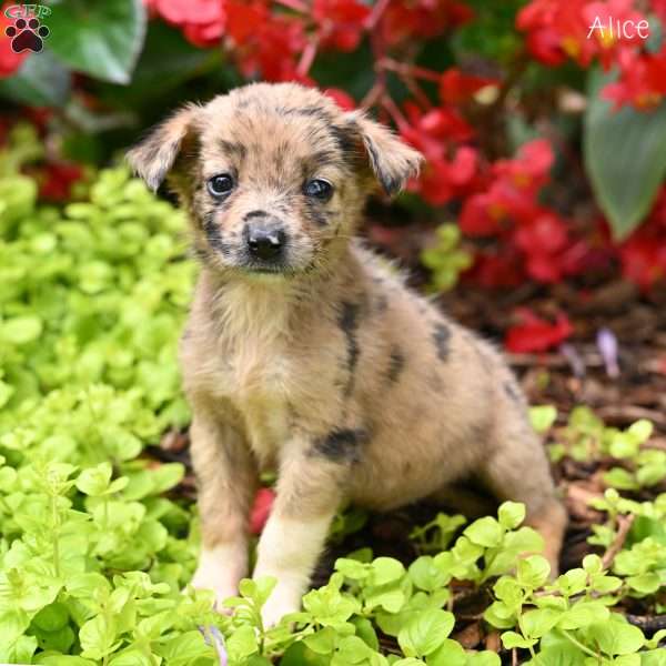 Alice, Miniature Australian Shepherd Puppy
