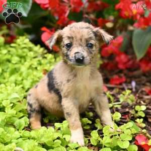 Alice, Miniature Australian Shepherd Puppy