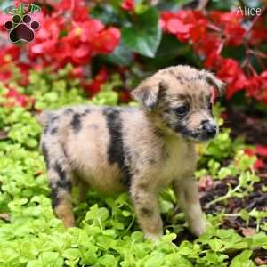 Alice, Miniature Australian Shepherd Puppy