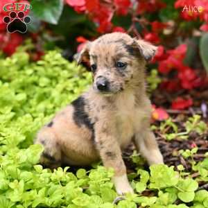 Alice, Miniature Australian Shepherd Puppy