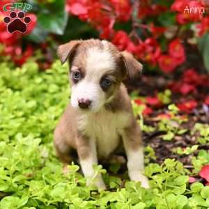Anna, Miniature Australian Shepherd Puppy