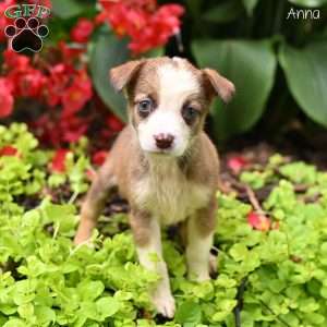 Anna, Miniature Australian Shepherd Puppy