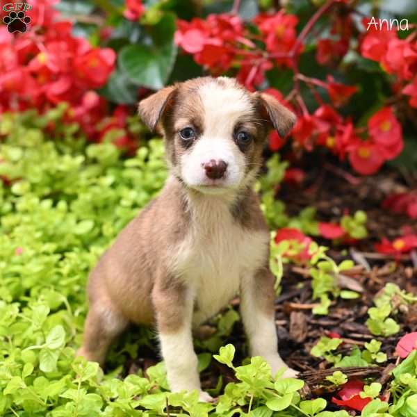 Anna, Miniature Australian Shepherd Puppy