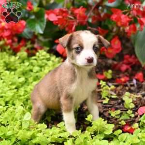 Anna, Miniature Australian Shepherd Puppy