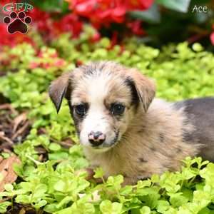 Ace, Miniature Australian Shepherd Puppy