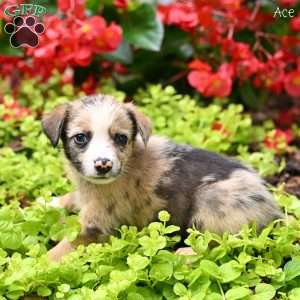 Ace, Miniature Australian Shepherd Puppy