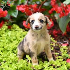 Ace, Miniature Australian Shepherd Puppy