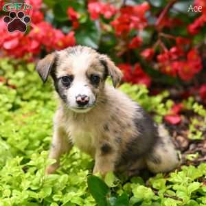 Ace, Australian Shepherd Mix Puppy