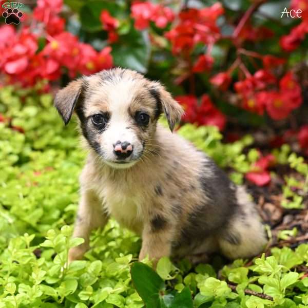 Ace, Miniature Australian Shepherd Puppy