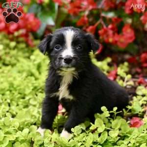 Abby, Australian Shepherd Mix Puppy