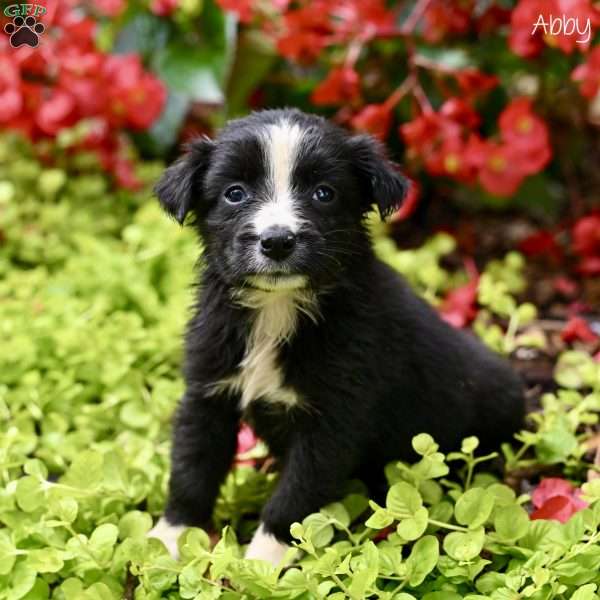 Abby, Miniature Australian Shepherd Puppy