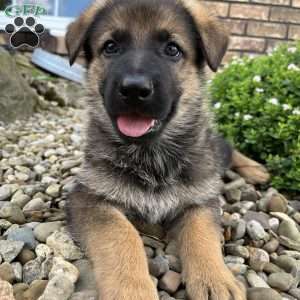 Nina, German Shepherd Puppy