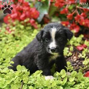 Abby, Miniature Australian Shepherd Puppy