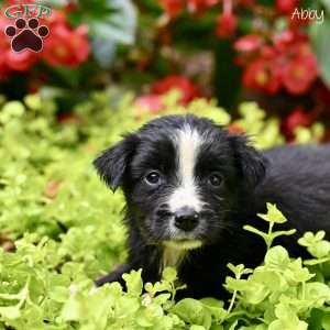 Abby, Miniature Australian Shepherd Puppy