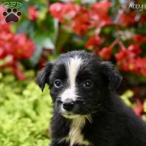 Abby, Miniature Australian Shepherd Puppy