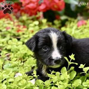Abby, Miniature Australian Shepherd Puppy