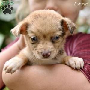 Autumn, Miniature Australian Shepherd Puppy