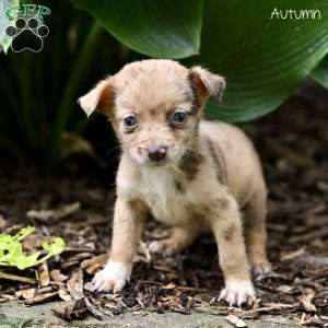 Autumn, Miniature Australian Shepherd Puppy