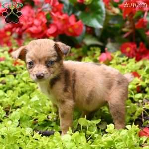 Autumn, Miniature Australian Shepherd Puppy