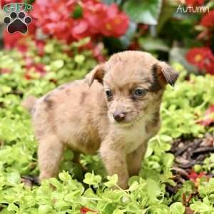 Autumn, Miniature Australian Shepherd Puppy