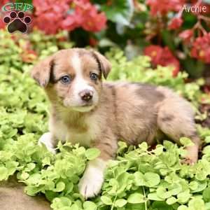 Archie, Miniature Australian Shepherd Puppy