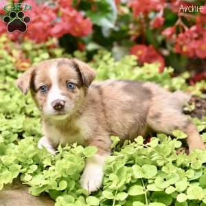 Archie, Miniature Australian Shepherd Puppy
