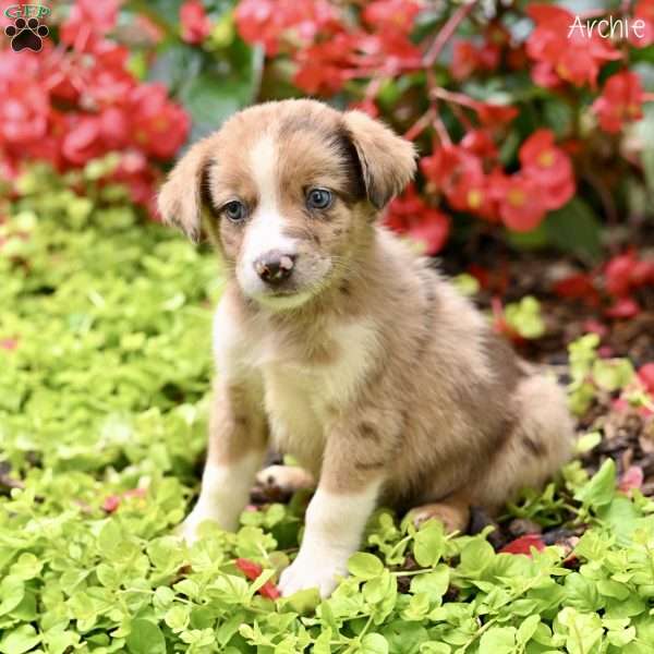 Archie, Miniature Australian Shepherd Puppy