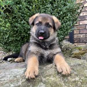 Nina, German Shepherd Puppy