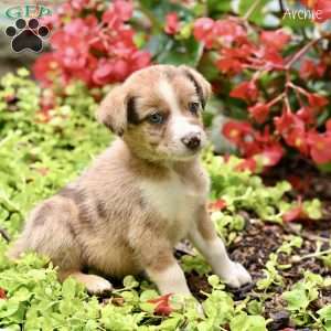 Archie, Miniature Australian Shepherd Puppy