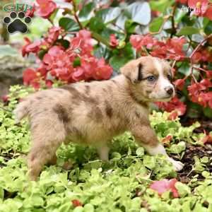Archie, Miniature Australian Shepherd Puppy