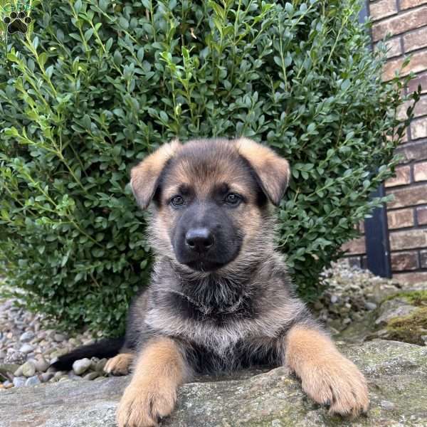 Nina, German Shepherd Puppy