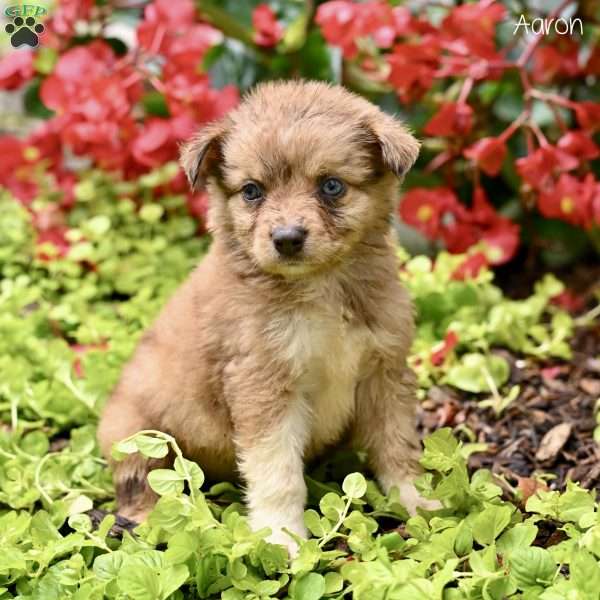 Aaron, Miniature Australian Shepherd Puppy