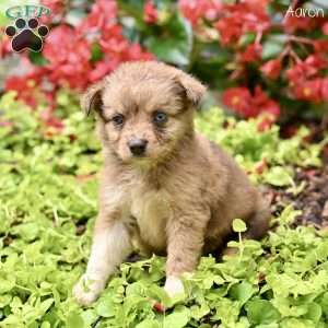 Aaron, Miniature Australian Shepherd Puppy