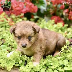 Aaron, Miniature Australian Shepherd Puppy