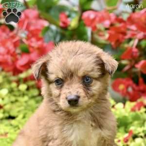 Aaron, Miniature Australian Shepherd Puppy