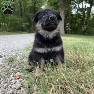 Jayde, German Shepherd Puppy